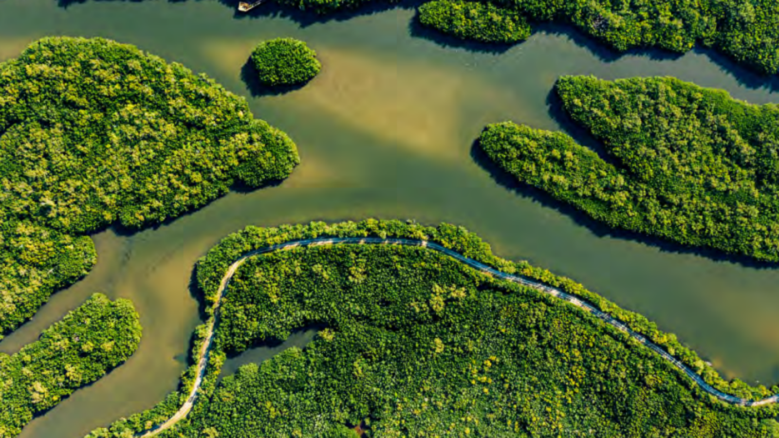 Zone umide, centrali per affrontare la crisi climatica